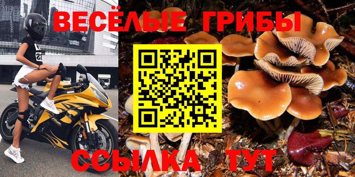 Псилоцибиновые грибы мицелий Сланцы
